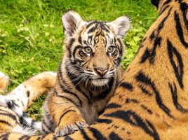 Featured image for “Bakso, Sumatran Tiger Cub, Makes Debut at Disney’s Animal Kingdom”